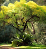 Acacia decurrens (Green Wattle Acacia)