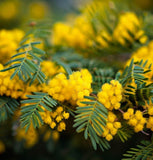 Acacia decurrens mollis (Black Wattle)