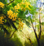 Acacia decurrens mollis (Black Wattle)