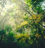 Acacia decurrens mollis (Black Wattle)