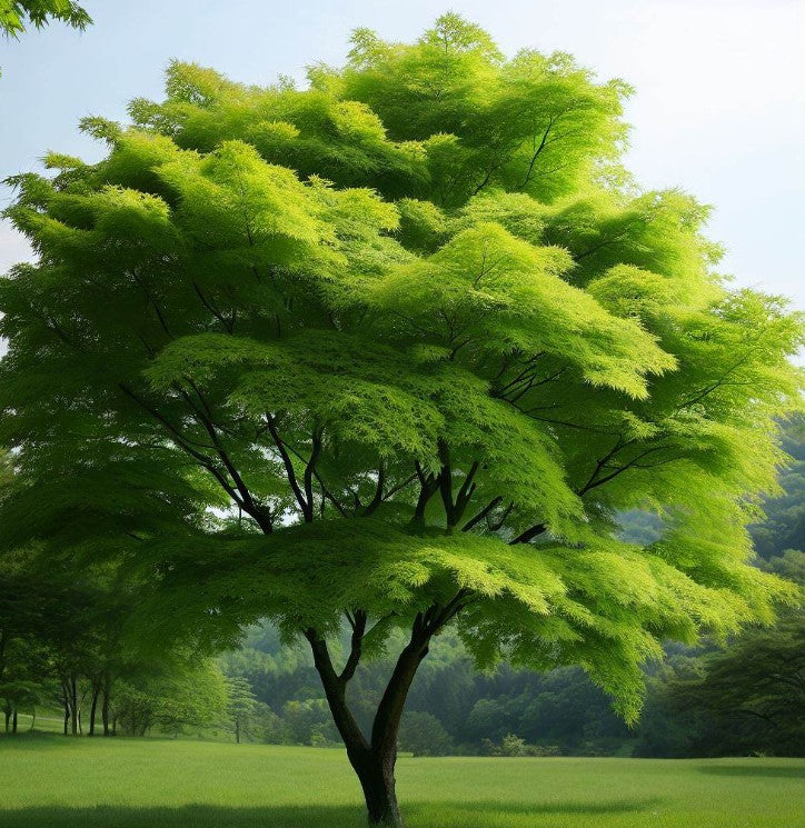 Acer campestre d.w. (Hedge Maple)