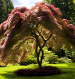 Acer elegantulum d.w. (Elegant Maple)