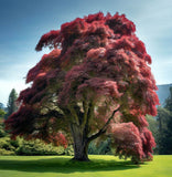 Acer freemanii (Partial de-winged) Freeman Maple