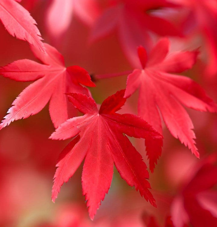 Acer ginnala (Amur Maple, Flame Maple) Seedlings & Transplants Available for Spring Shipping