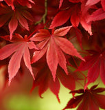 Acer ginnala d.w. (Amur Maple, Flame Maple, Siberian Maple)