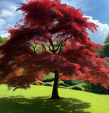 Acer ginnala d.w. (Amur Maple, Flame Maple, Siberian Maple)