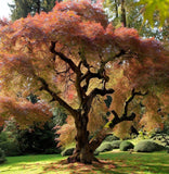 Acer griseum d.w. (Paper Bark Maple)