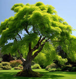 Acer grosseri d.w. (Green Barked Maple)