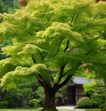 Acer grosseri var. hersii d.w. (Green Barked Maple, Hersii Maple)