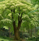 Acer grosseri var. hersii d.w. (Green Barked Maple, Hersii Maple)