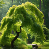 Acer japonicum 'Green Cascade' Dry Seed (Green Cascade Downy Japanese Maple, Green Cascade Full Moon Maple, Green Cascade Maple)