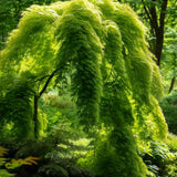 Acer japonicum 'Green Cascade' Dry Seed (Green Cascade Downy Japanese Maple, Green Cascade Full Moon Maple, Green Cascade Maple)