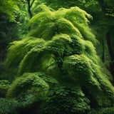 Acer japonicum 'Green Cascade' Dry Seed (Green Cascade Downy Japanese Maple, Green Cascade Full Moon Maple, Green Cascade Maple)