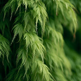 Acer japonicum 'Green Cascade' Fresh/Green Seed (Green Cascade Downy Japanese Maple, Green Cascade Full Moon Maple, Green Cascade Maple)