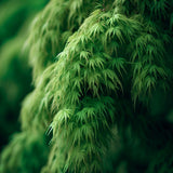 Acer japonicum 'Green Cascade' Dry Seed (Green Cascade Downy Japanese Maple, Green Cascade Full Moon Maple, Green Cascade Maple)