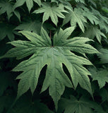 Acer macrophyllum d.w. (Bigleaf Maple)