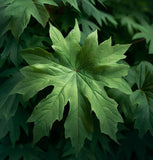 Acer macrophyllum d.w. (Bigleaf Maple)