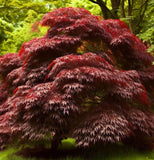 Acer mandshuricum d.w. (Manchurian Maple)