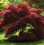 Acer mandshuricum d.w. (Manchurian Maple)