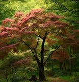 Acer mandshuricum d.w. (Manchurian Maple)