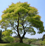 Acer oliverianum d.w. (Oliver Maple)