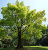 Acer oliverianum d.w. (Oliver Maple)