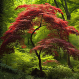 Acer palmatum 'Seiryu' (Seiryu Laceleaf Japanese Maple)