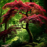 Acer palmatum 'Seiryu' (Seiryu Laceleaf Japanese Maple)