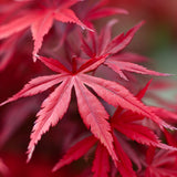 Acer palmatum 'Seiryu' (Seiryu Laceleaf Japanese Maple)