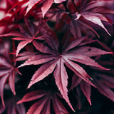 Acer palmatum ssp. matsumurae 'Atropurpureum', d.w. (Bloodleaf Japanese Maple, Red-leaved Japanese Maple)
