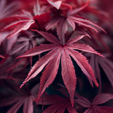 Acer palmatum ssp. matsumurae 'Atropurpureum', d.w. (Bloodleaf Japanese Maple, Red-leaved Japanese Maple)