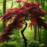Acer palmatum ssp. matsumurae 'Atropurpureum', d.w. (Bloodleaf Japanese Maple, Red-leaved Japanese Maple)