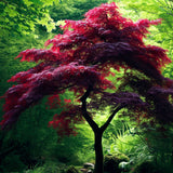 Acer palmatum ssp. matsumurae 'Atropurpureum', d.w. (Bloodleaf Japanese Maple, Red-leaved Japanese Maple)