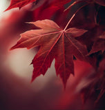 Acer rubrum Northern wings (Red Maple)