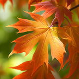 Acer saccharum Northern Zone 5, Wings Seed (Canada Maple, Northern Sugar Maple, Sugar Maple)
