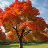 Acer saccharum Northern Zone 5, Wings Seed (Canada Maple, Northern Sugar Maple, Sugar Maple)