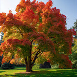 Acer saccharum Northern Zone 5, Wings Seed (Canada Maple, Northern Sugar Maple, Sugar Maple)