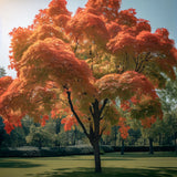 Acer saccharum Northern Zone 5, Wings Seed (Canada Maple, Northern Sugar Maple, Sugar Maple)