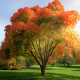 Acer saccharum Northern Zone 5, Wings Seed (Canada Maple, Northern Sugar Maple, Sugar Maple)