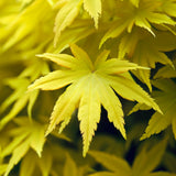 Acer shirasawanum var. aureum Fresh/Green Seed (Yellow Moon Maple)