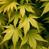 Acer shirasawanum var. aureum Fresh/Green Seed (Yellow Moon Maple)