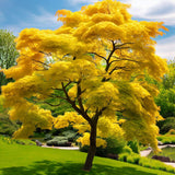 Acer shirasawanum var. aureum Fresh/Green Seed (Yellow Moon Maple)
