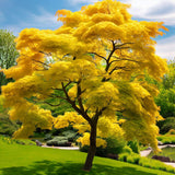 Acer shirasawanum var. aureum Fresh/Green Seed (Yellow Moon Maple)