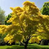 Acer shirasawanum var. aureum Fresh/Green Seed (Yellow Moon Maple)