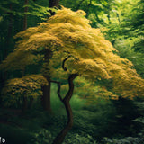 Acer shirasawanum var. aureum Fresh/Green Seed (Yellow Moon Maple)