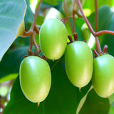 Actinidia arguta (Bower Actinidia, Hardy Kiwi, Kiwi Berry, Tara Vine)