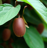 Actinidia chinensis (Chinese Kiwi, Chinese Gooseberry, Kiwi-Berry, Yang-Tao)