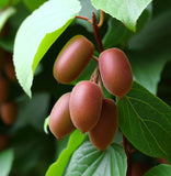 Actinidia chinensis (Chinese Kiwi, Chinese Gooseberry, Kiwi-Berry, Yang-Tao)