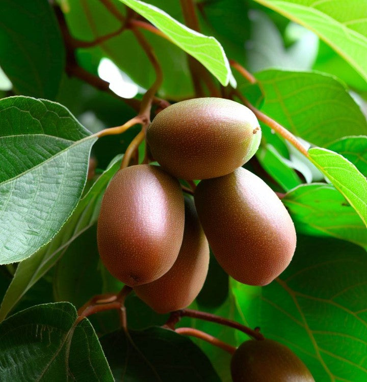 Mi Hou Tao Chinese Top Quality Gooseberry Kiwi Fruit Seeds - China