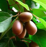 Actinidia chinensis (Chinese Kiwi, Chinese Gooseberry, Kiwi-Berry, Yang-Tao)